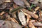 caterhino