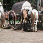horse